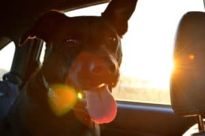 Pets Relocation Guide